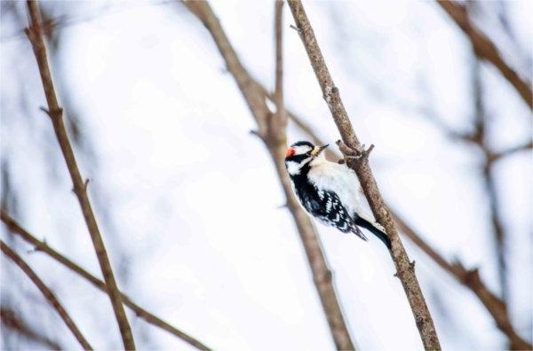  A woodpecker rests on a branch. 